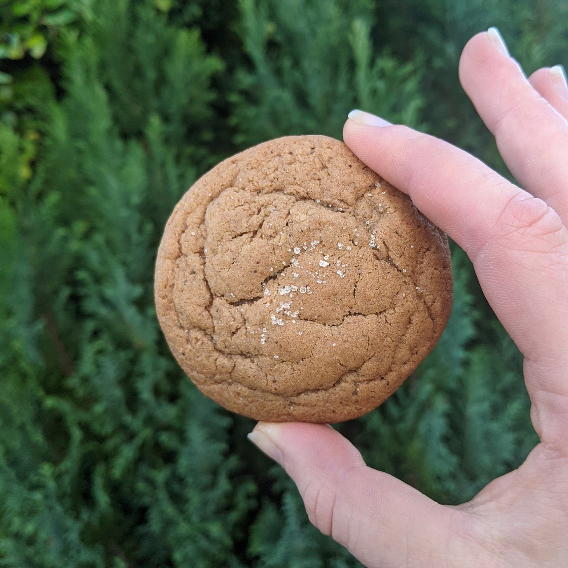 Soft Chewy Crisp Chocolate Chip Cookies