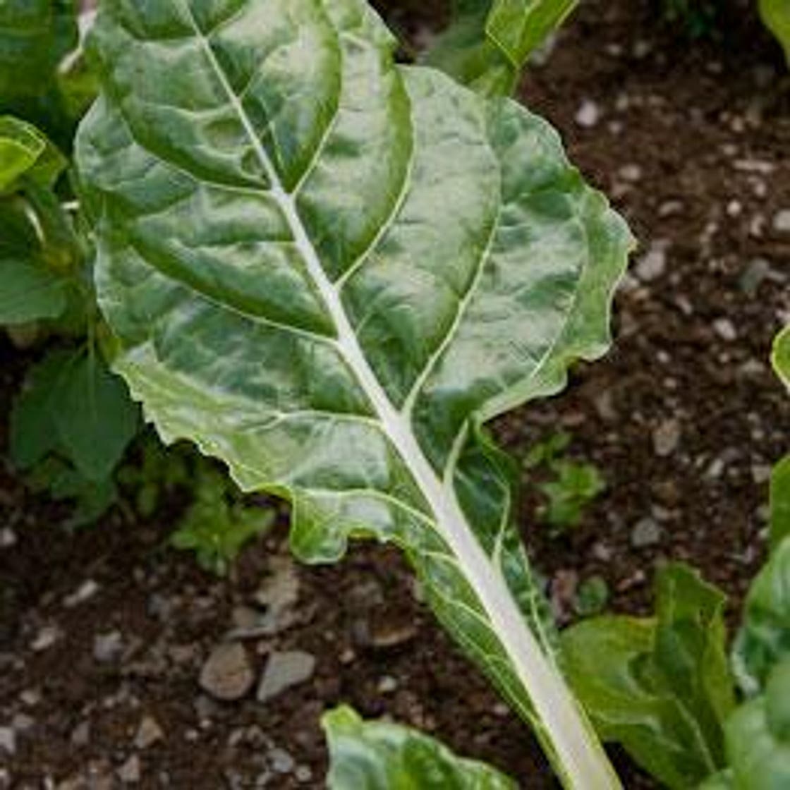Chard with rice and peas