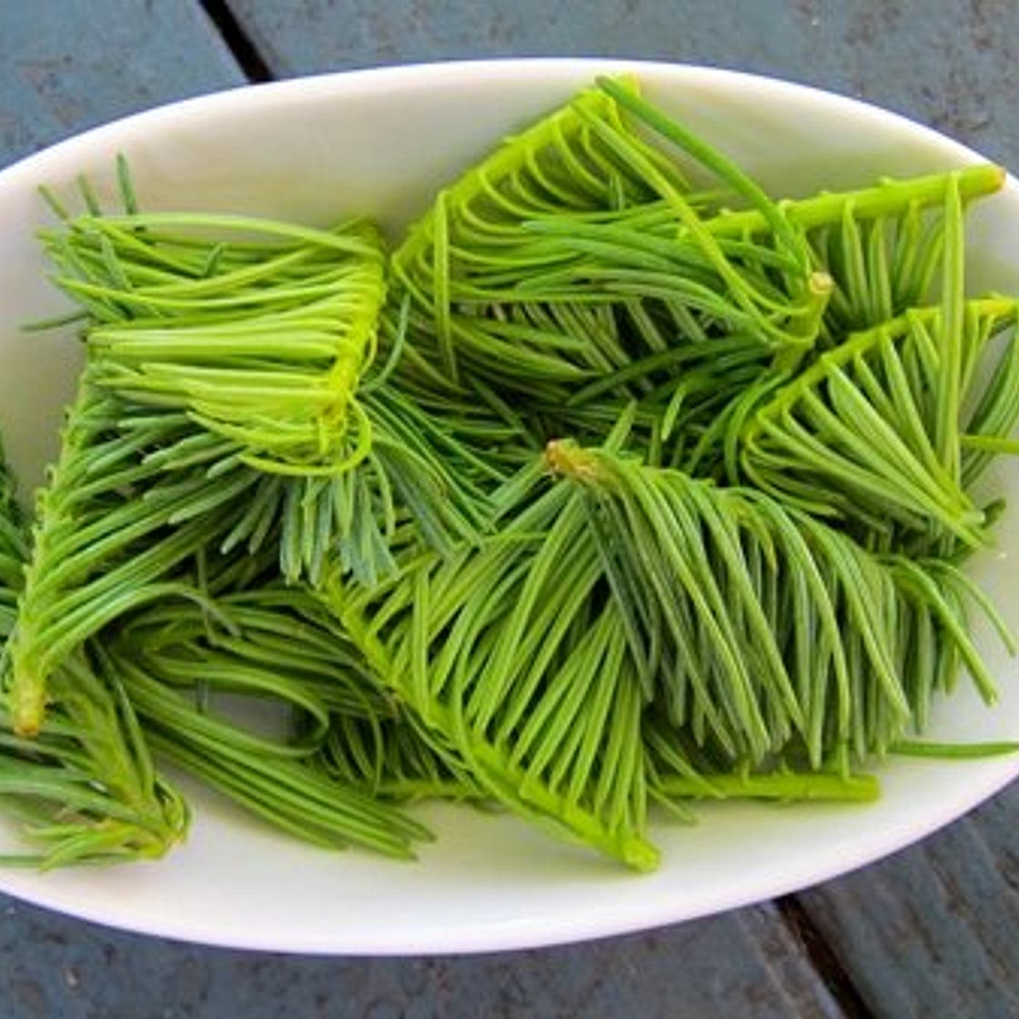 Spruce Tip Syrup