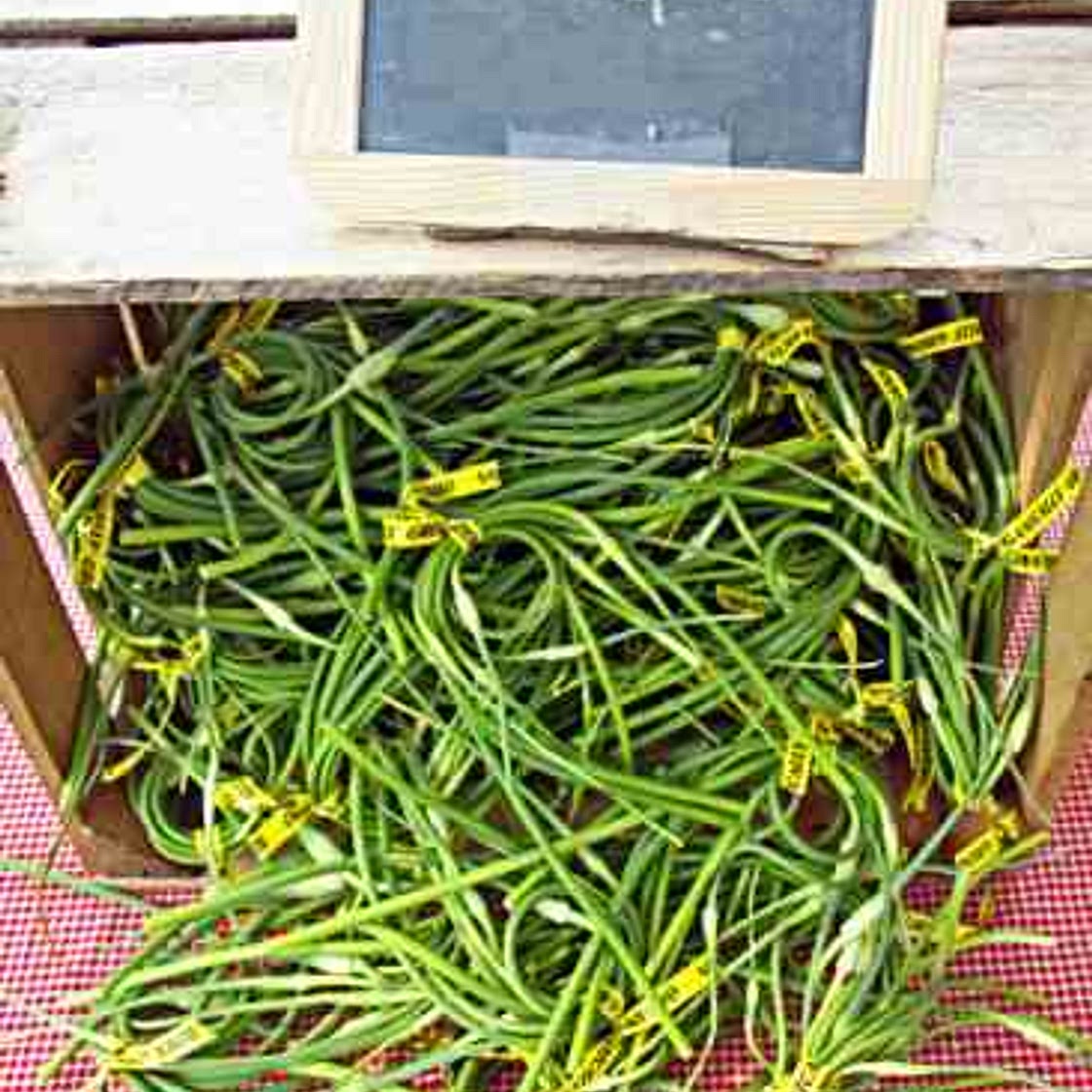 Fermented Garlic Scape Paste Recipe