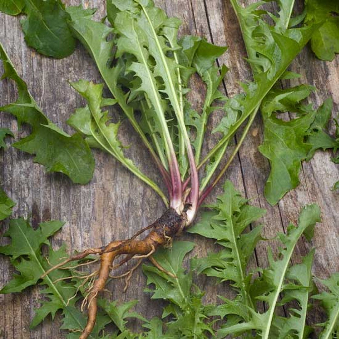 Homemade Dandelion Beer Recipe