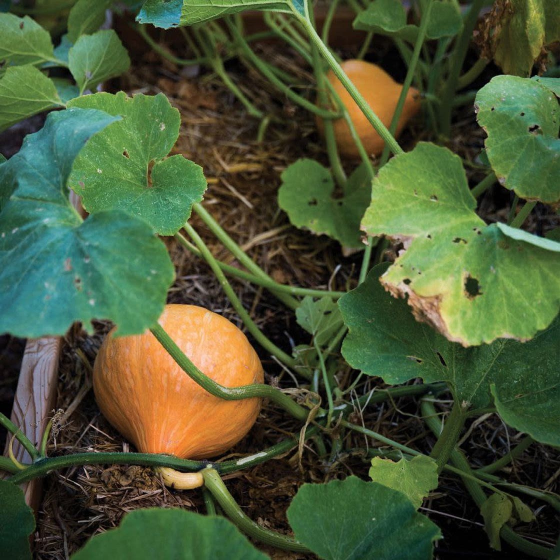 WINTER SQUASH AND CARAMELIZED ONION SOUP WITH EIGHT FINISHES