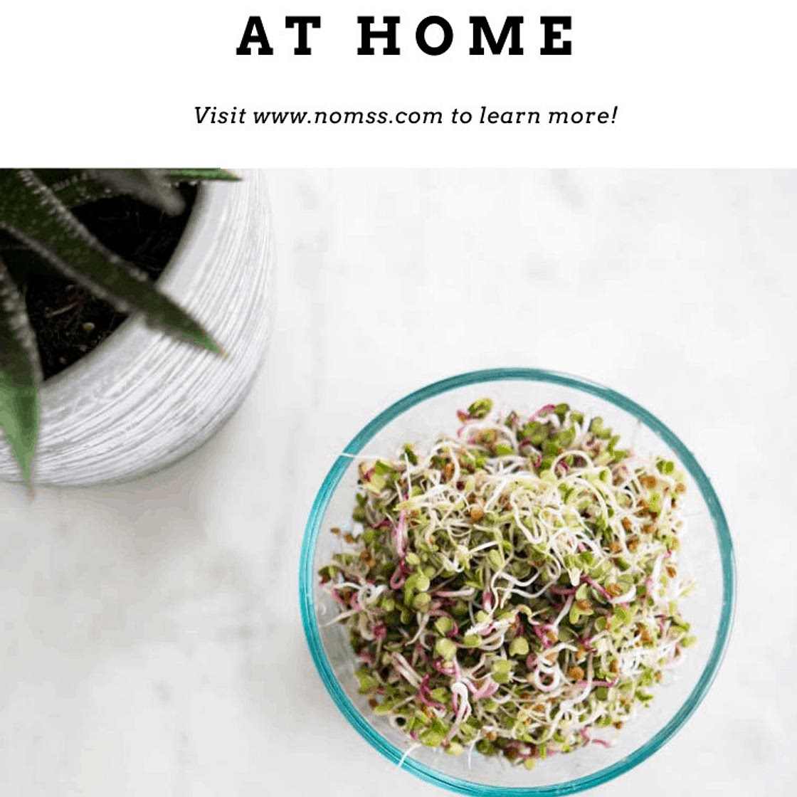 How To Grow Alfalfa & Radish Sprouts at Home