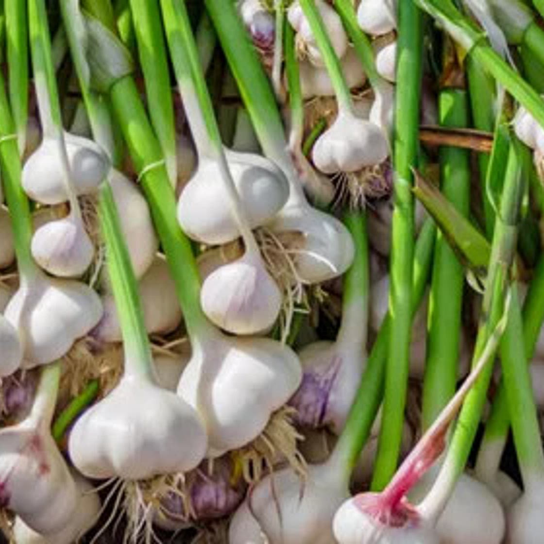 Garlic Confit