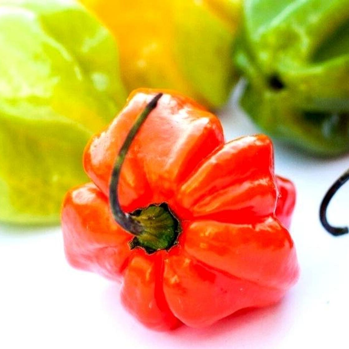 Scotch Bonnet Peppers - All You Need to Know