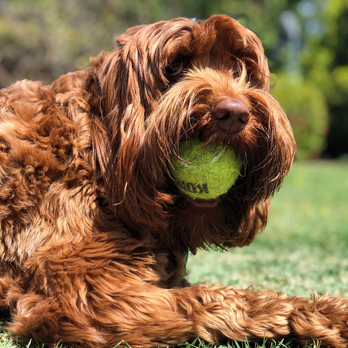 Just Food For Dogs | Chicken