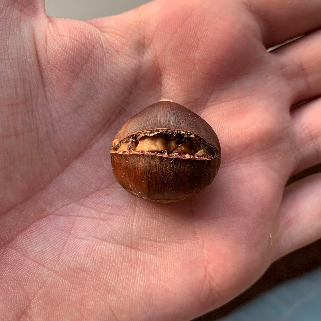 Oven Baked Chestnuts