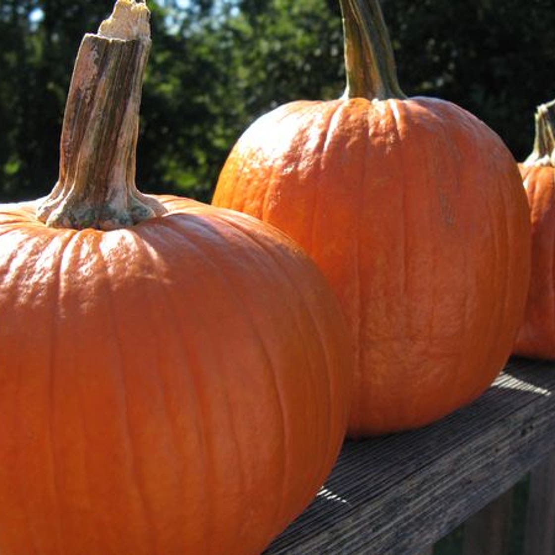 Pie Pumpkin Soup