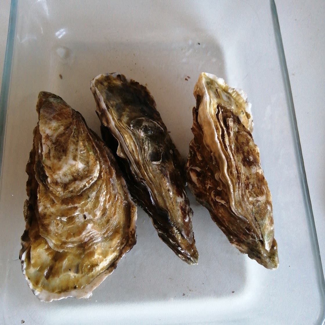Huîtres quotidiennes