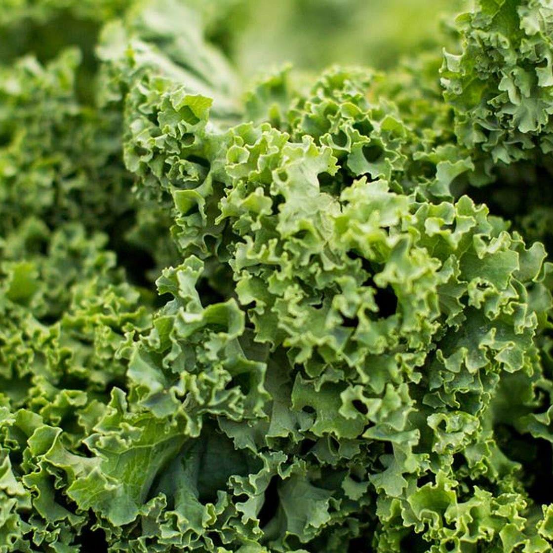 Wild Gitigan Salad