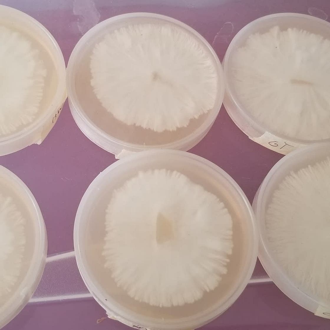 Petri Dishes