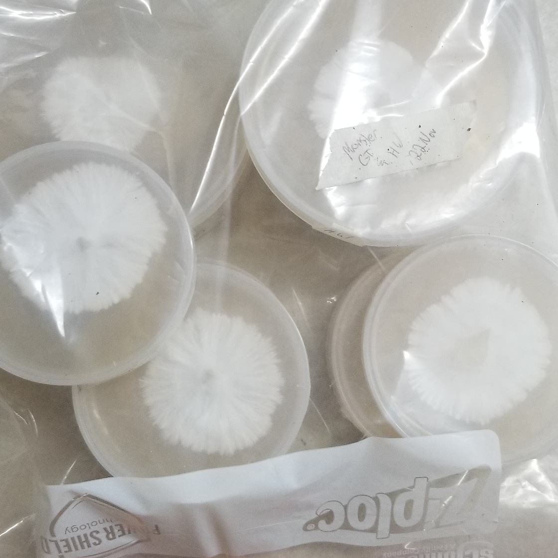 Petri Dishes