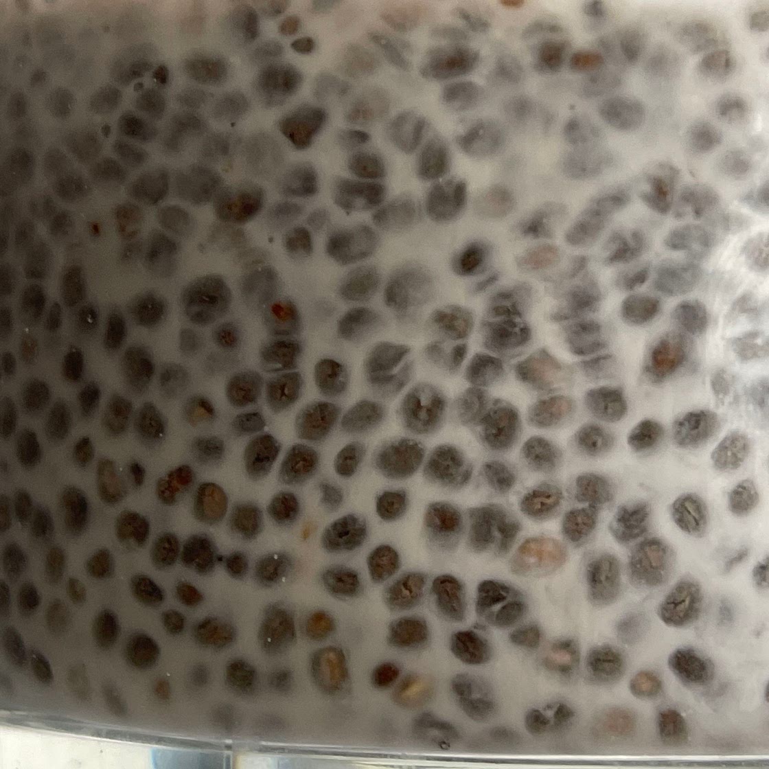 Chia seed pudding 