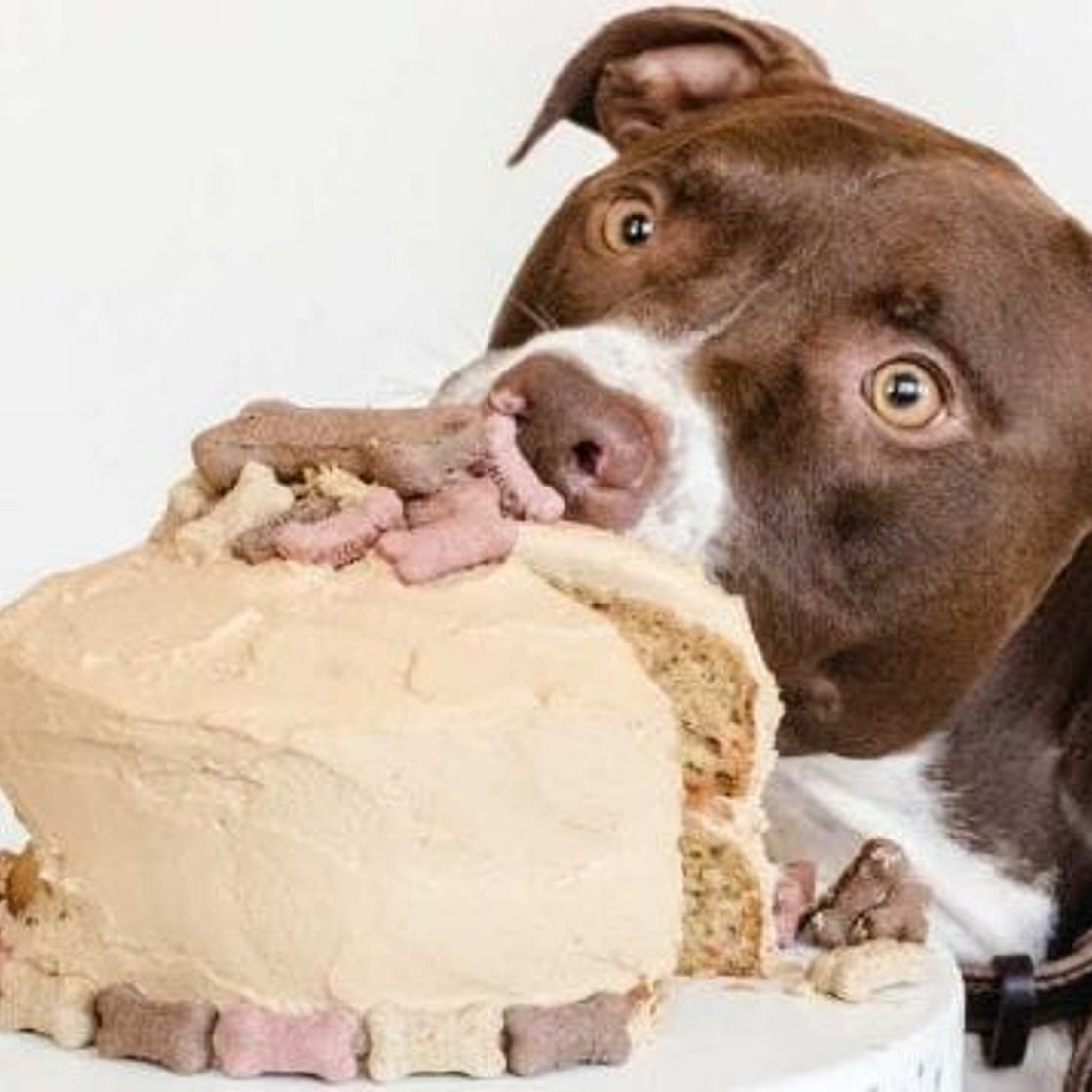 Dog Birthday Cake