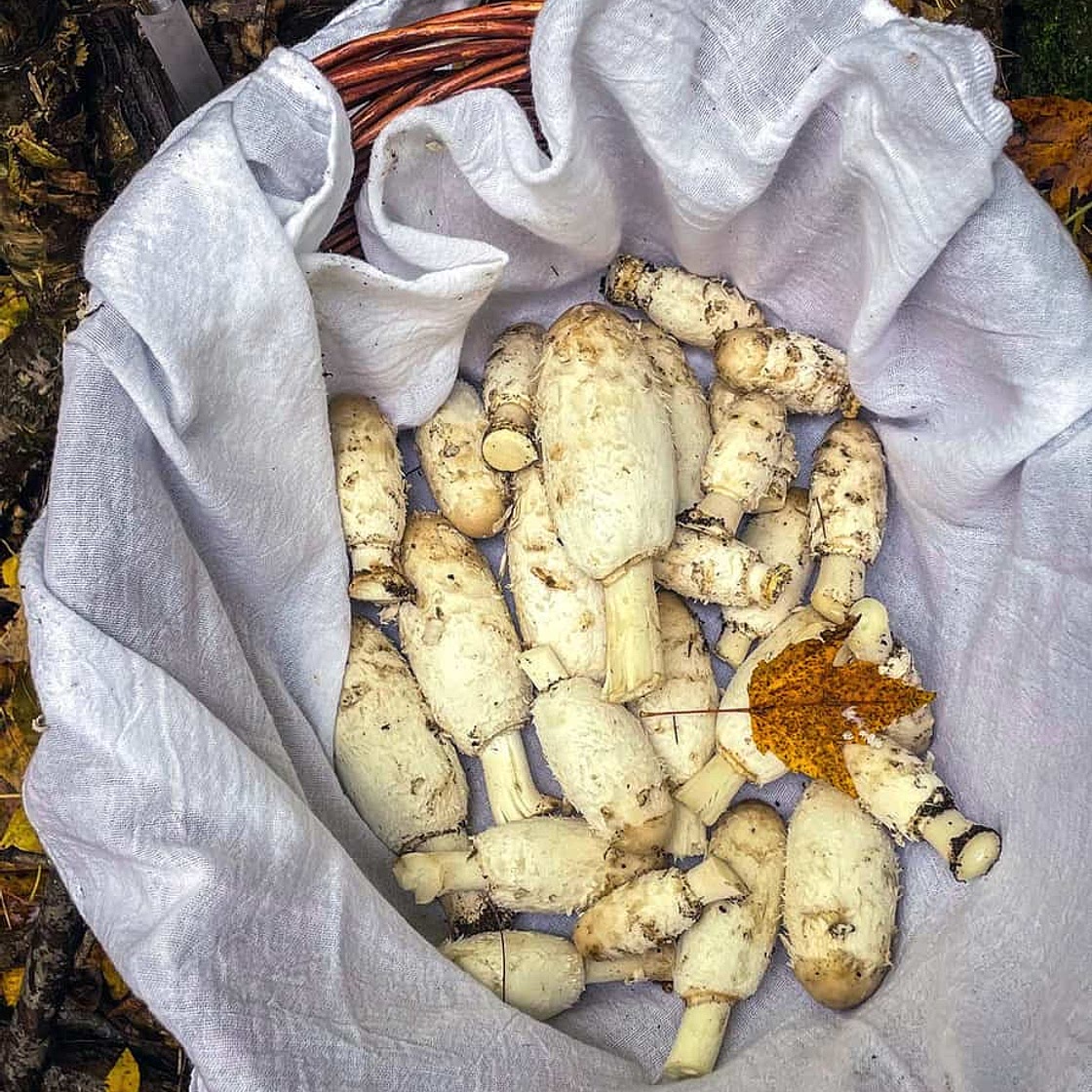 Shaggy Mane Soup