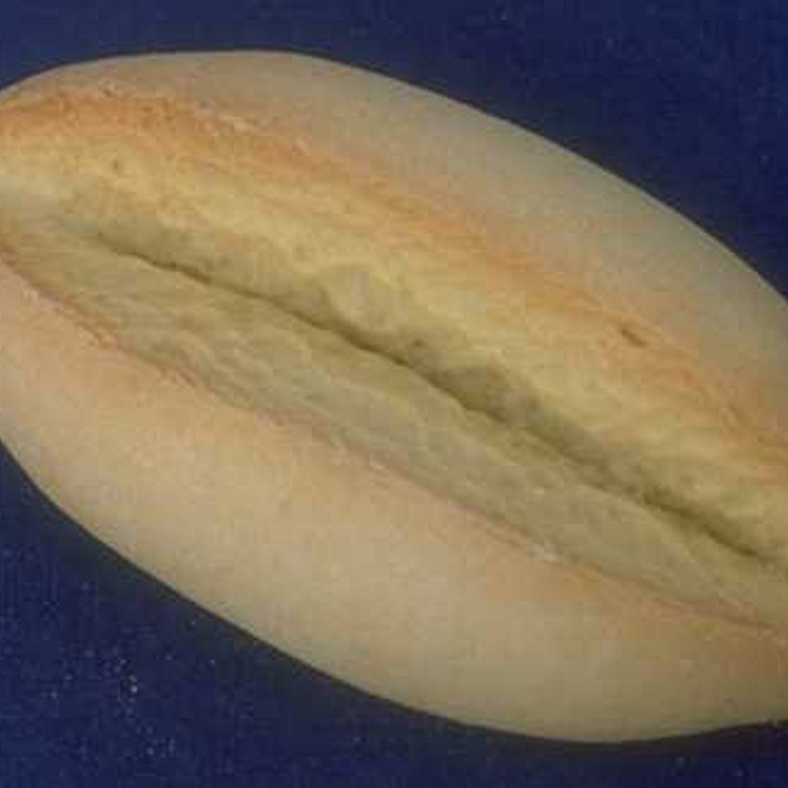 Navette de Saint-Victor Recipe