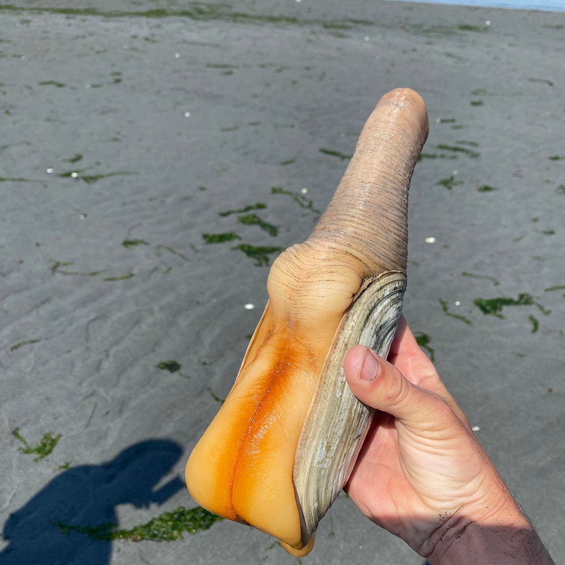 Clam Chowder