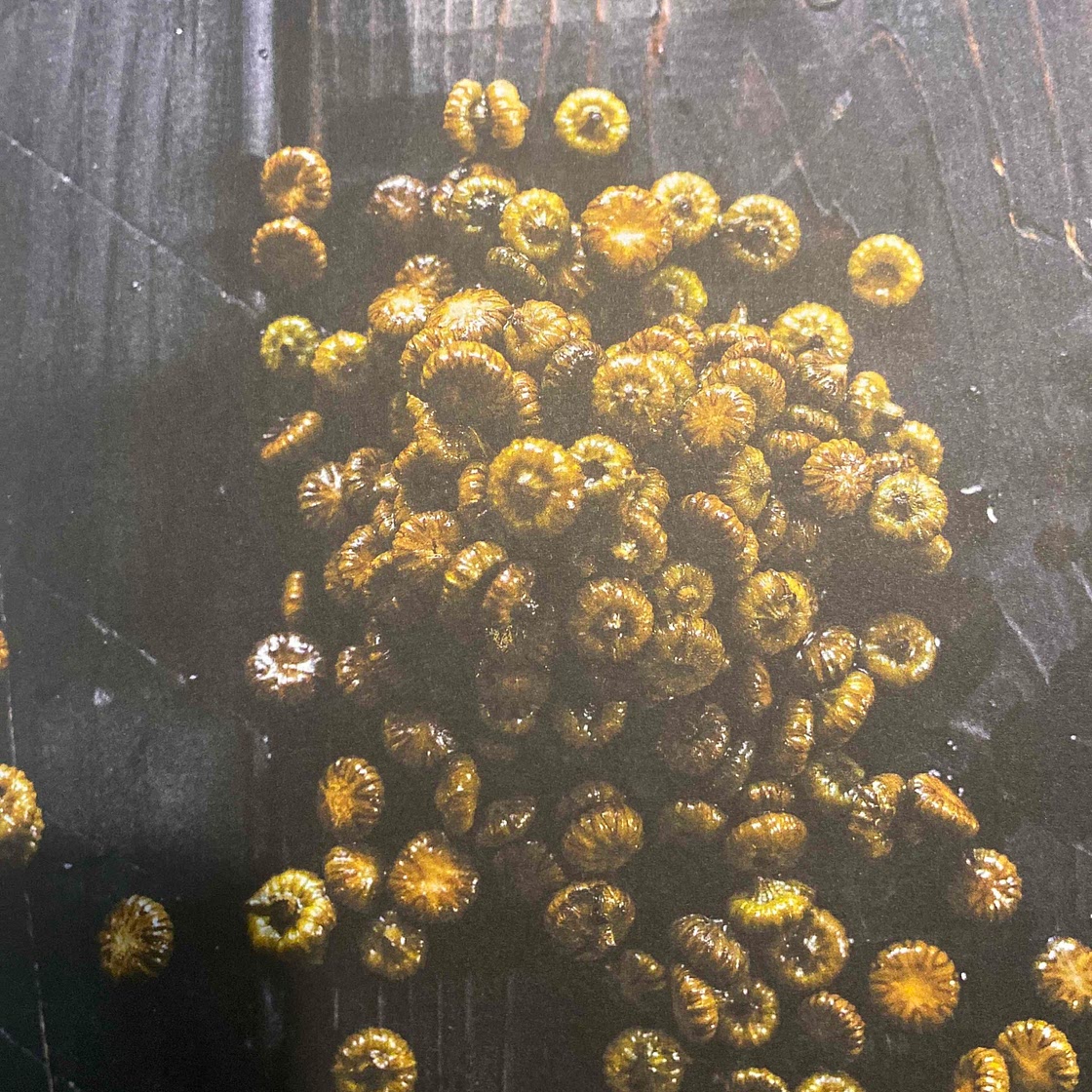Câpres de boutons de marguerite