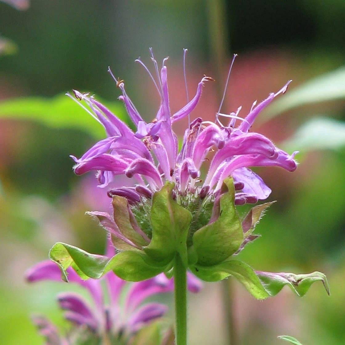 Thé de Monarde 