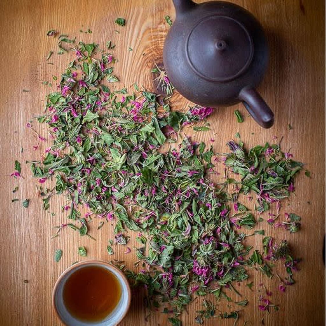 Infusion de thé d’Oswégo