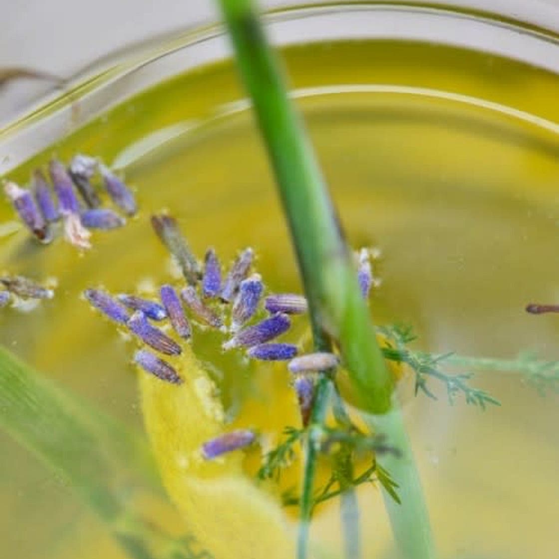Infusion glacée de fenouil, lavande, citron et anis étoilée 