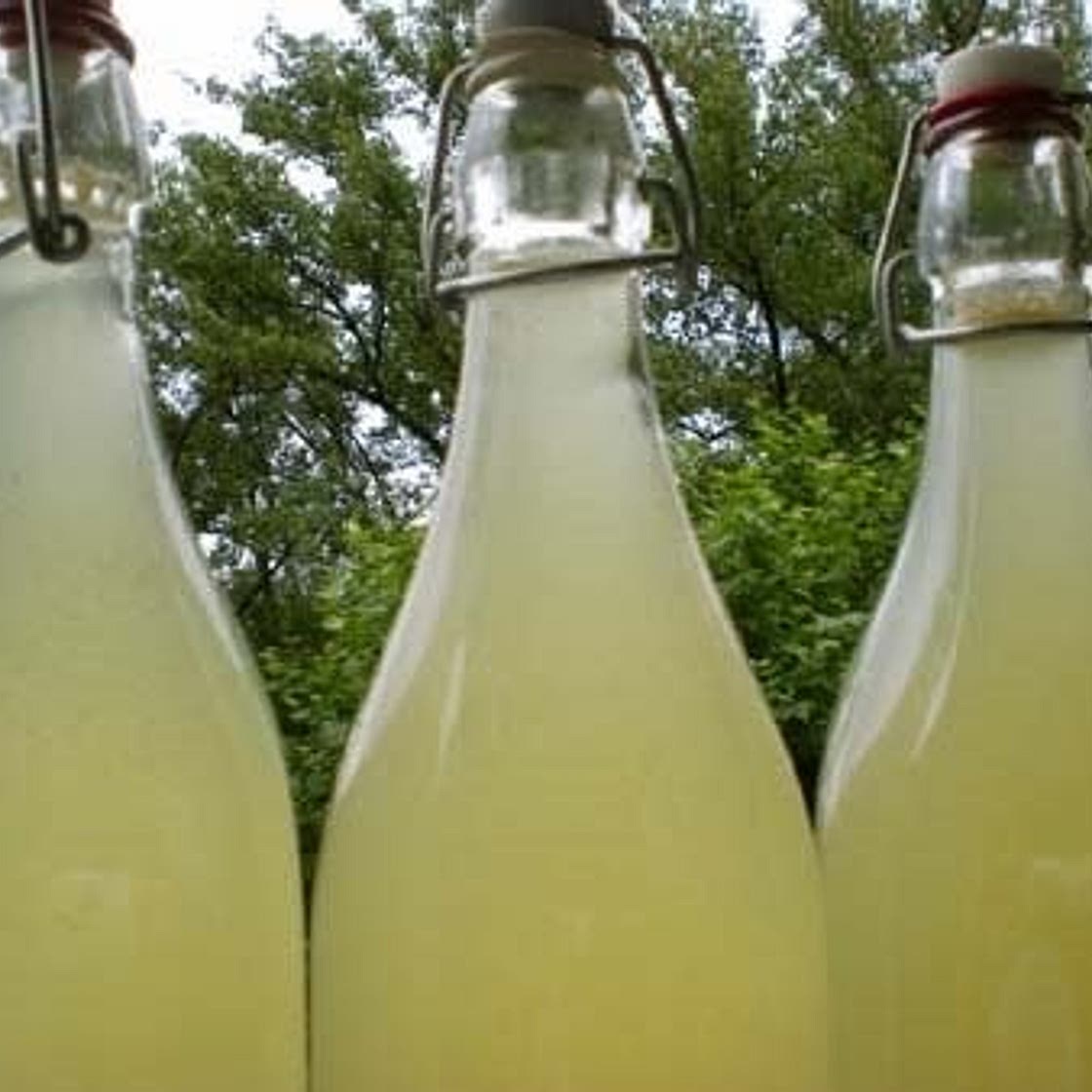 Limonade de tilleul 