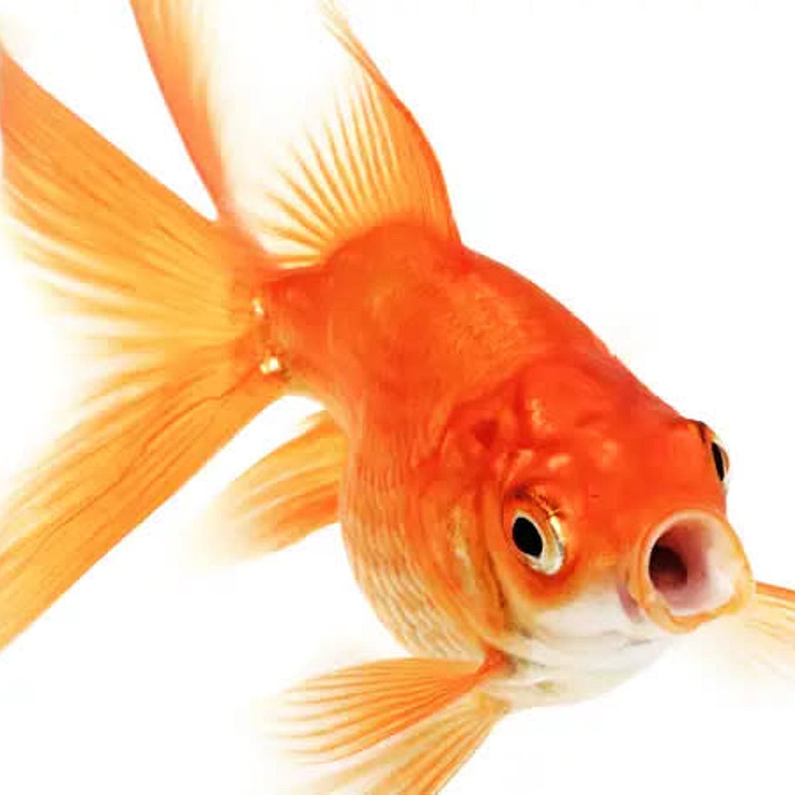 Cod
