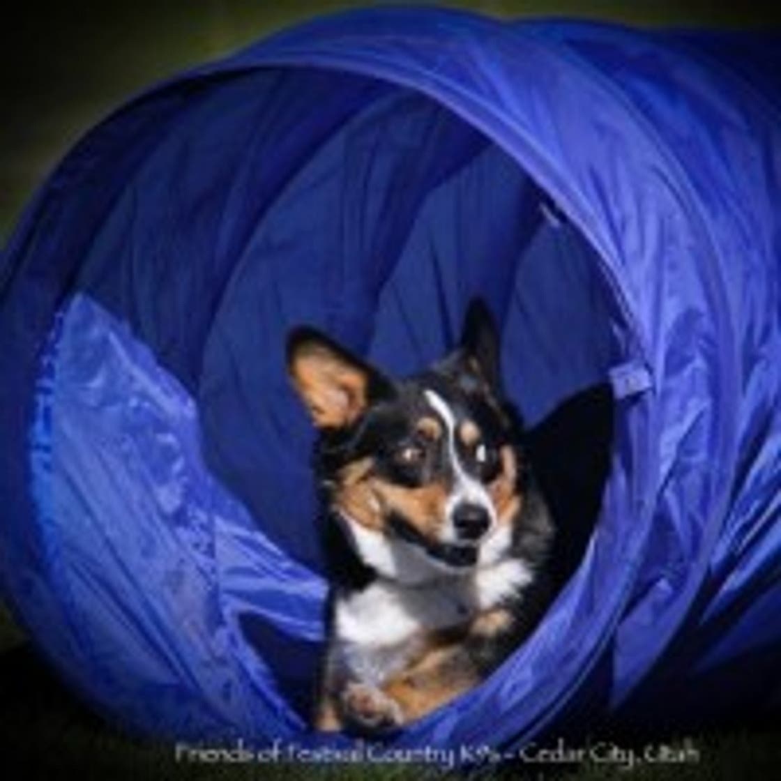 Cesar millan dog treat recipe deals