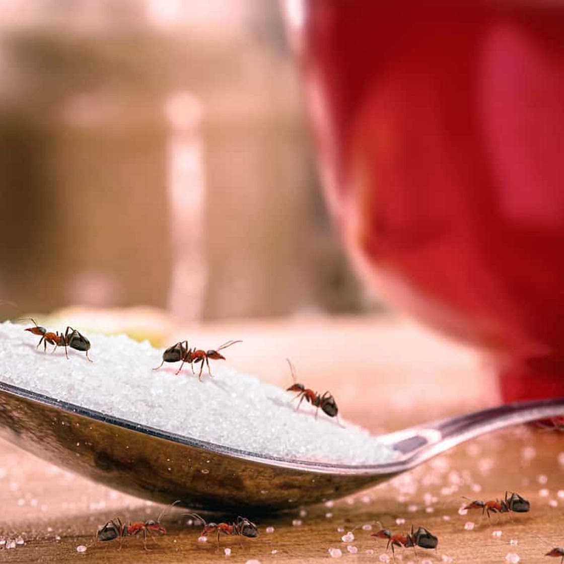 DIY Borax Ant Killer (No More Ants!)