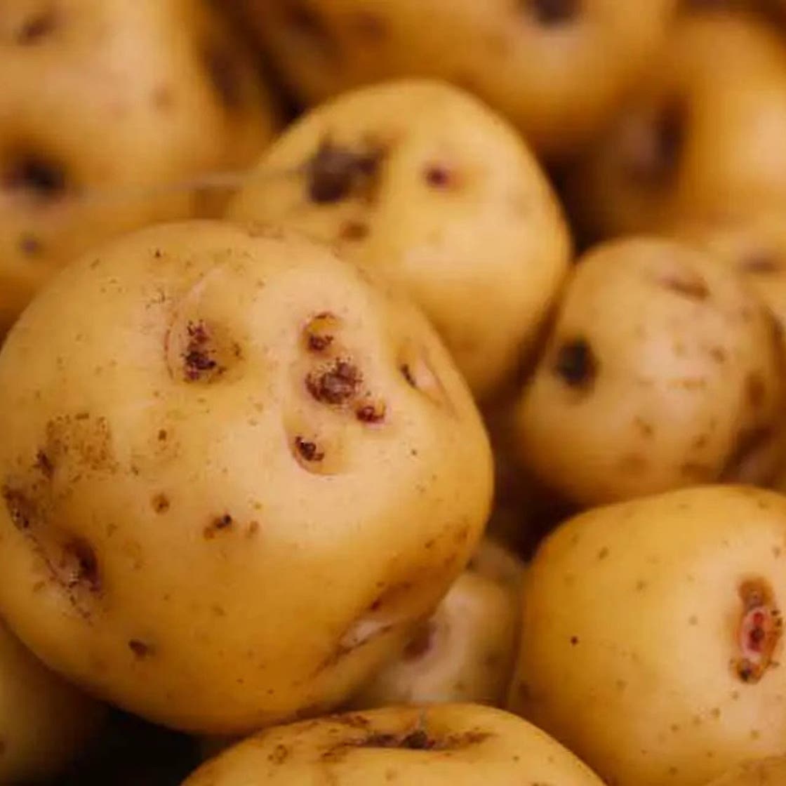 Papas Criollas en Freidora sin Aceite
