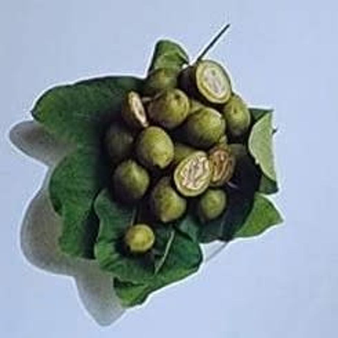 Nocino - Italian Liqueur