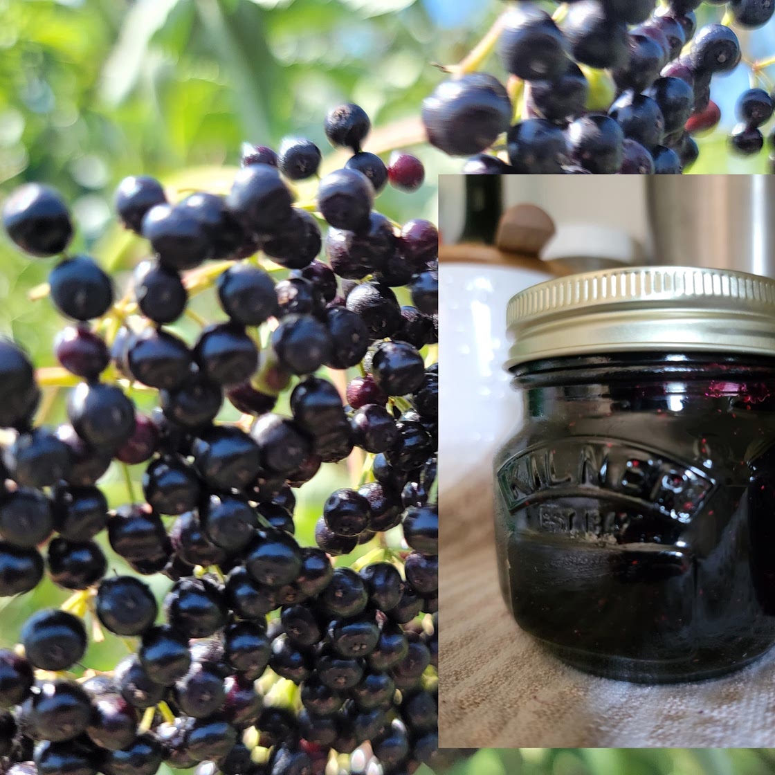 Seedless Blueberry/Elderberry Jam No water bath!