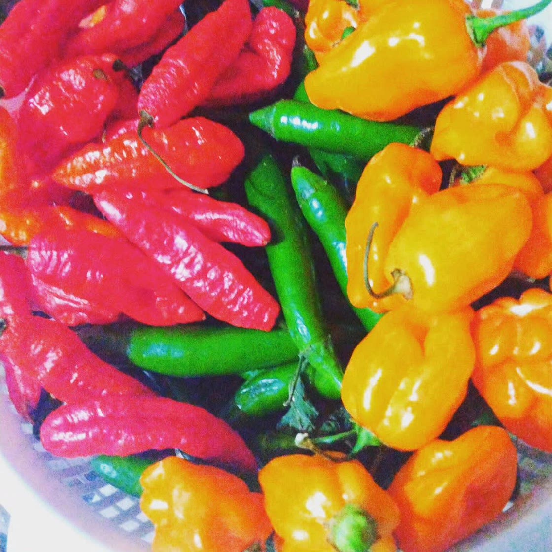 6 Chili Hot Sauce