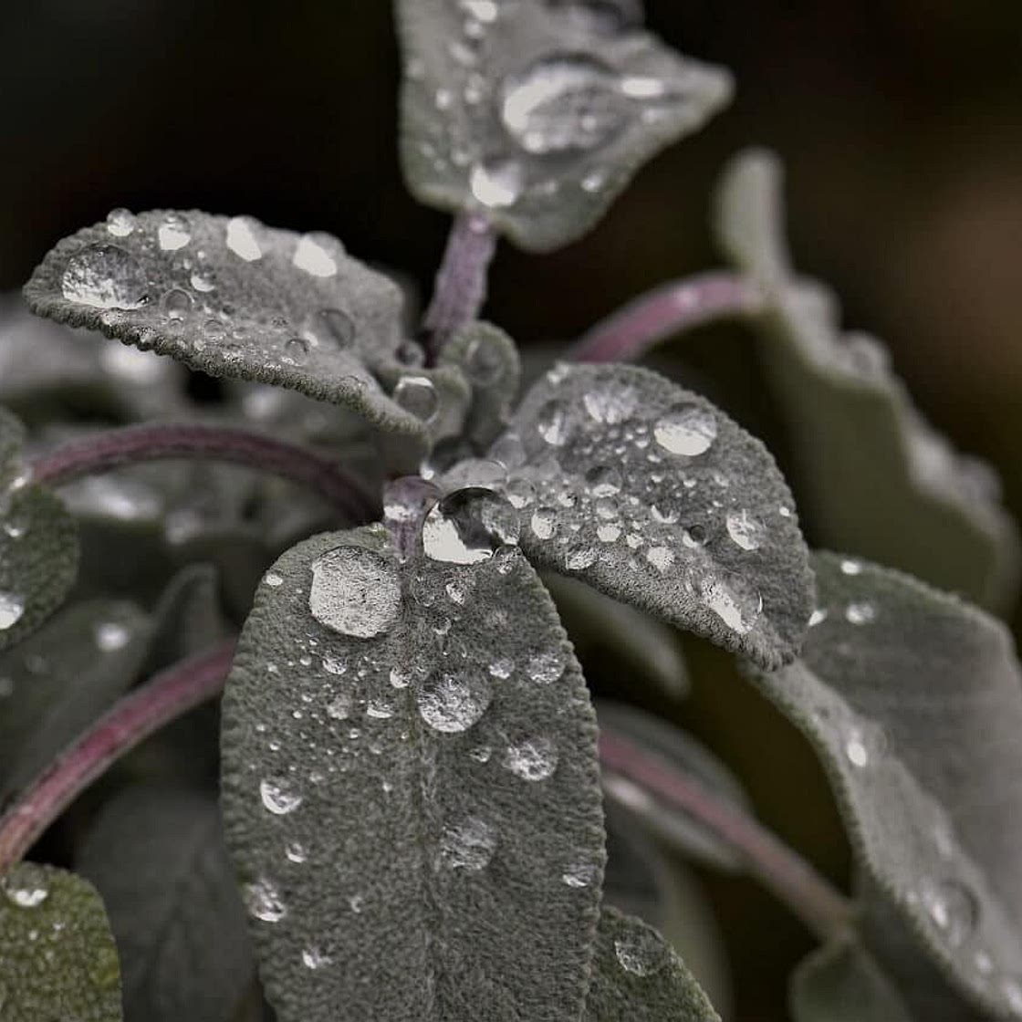 Vin de Sauge - Saugée d'après le Tractatus (XIII° siècle)