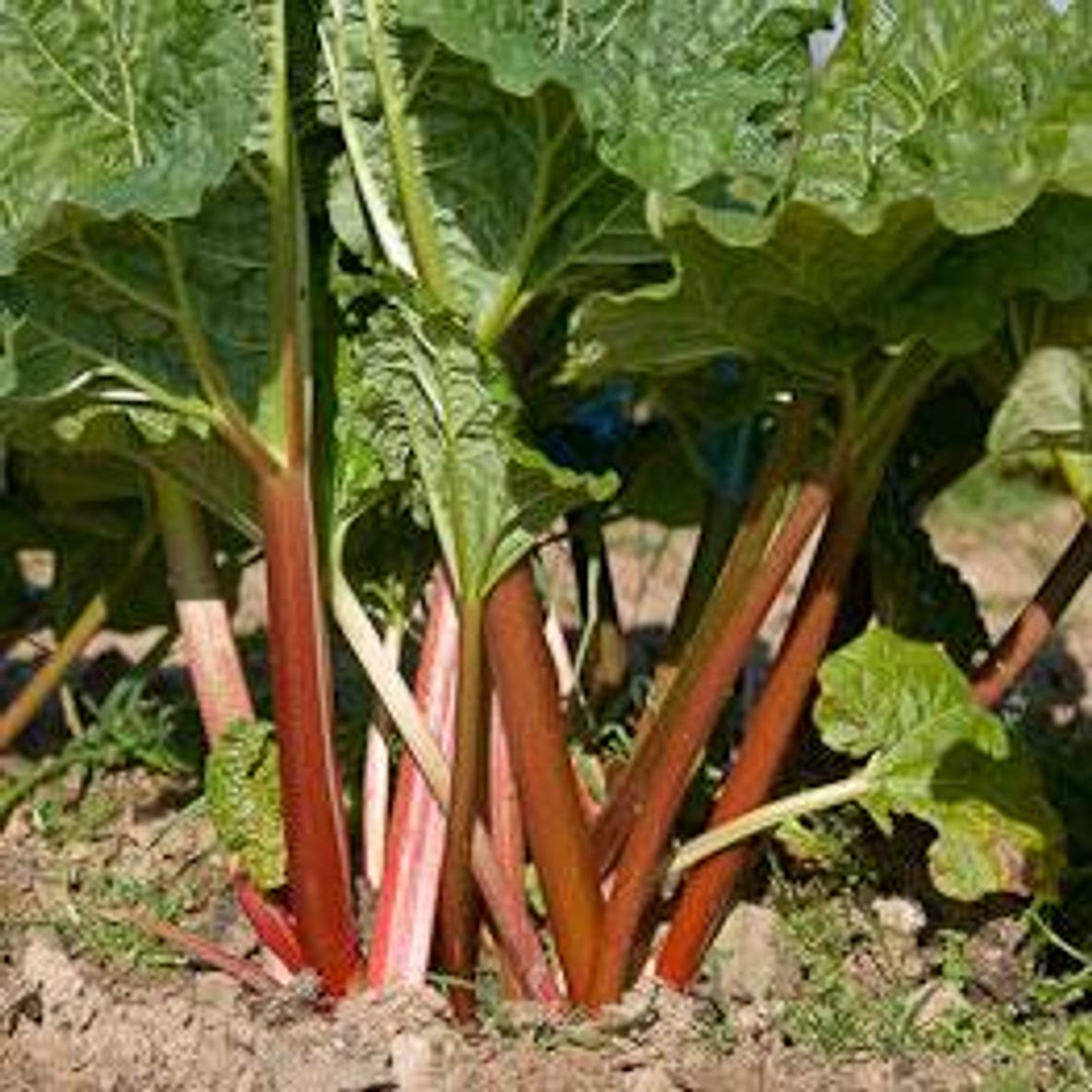 Rhubarb chutney