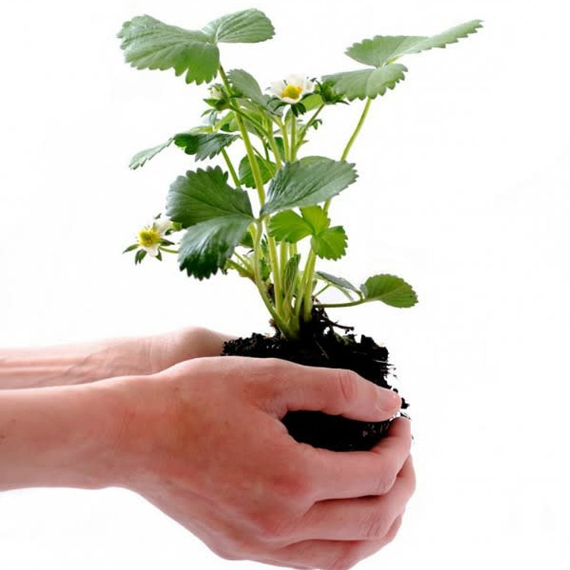Flowering Plant Food