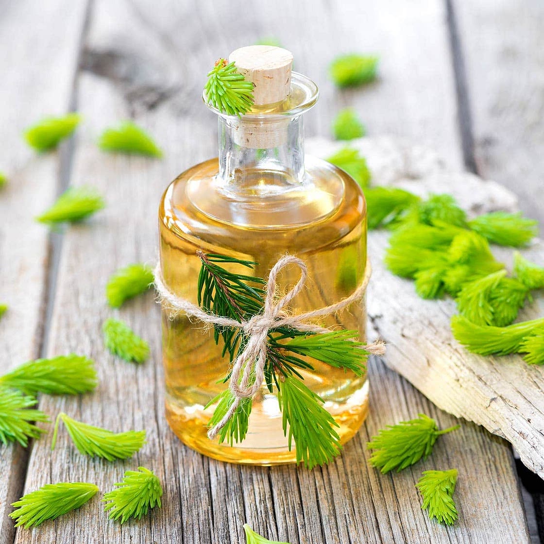 Spruce Tip Syrup