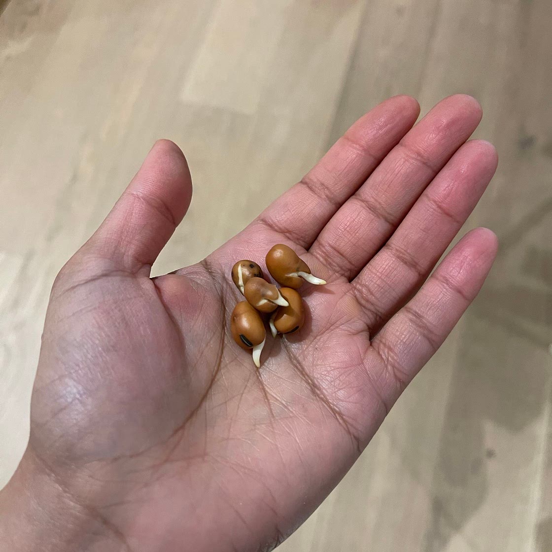 How to: Sprouting