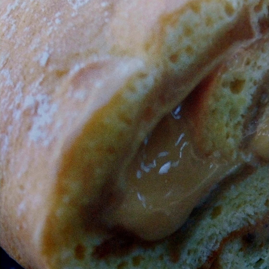Roulé aux pommes