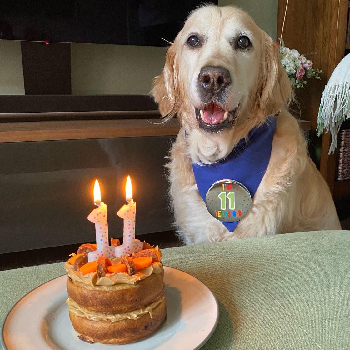 Dog birthday cake
