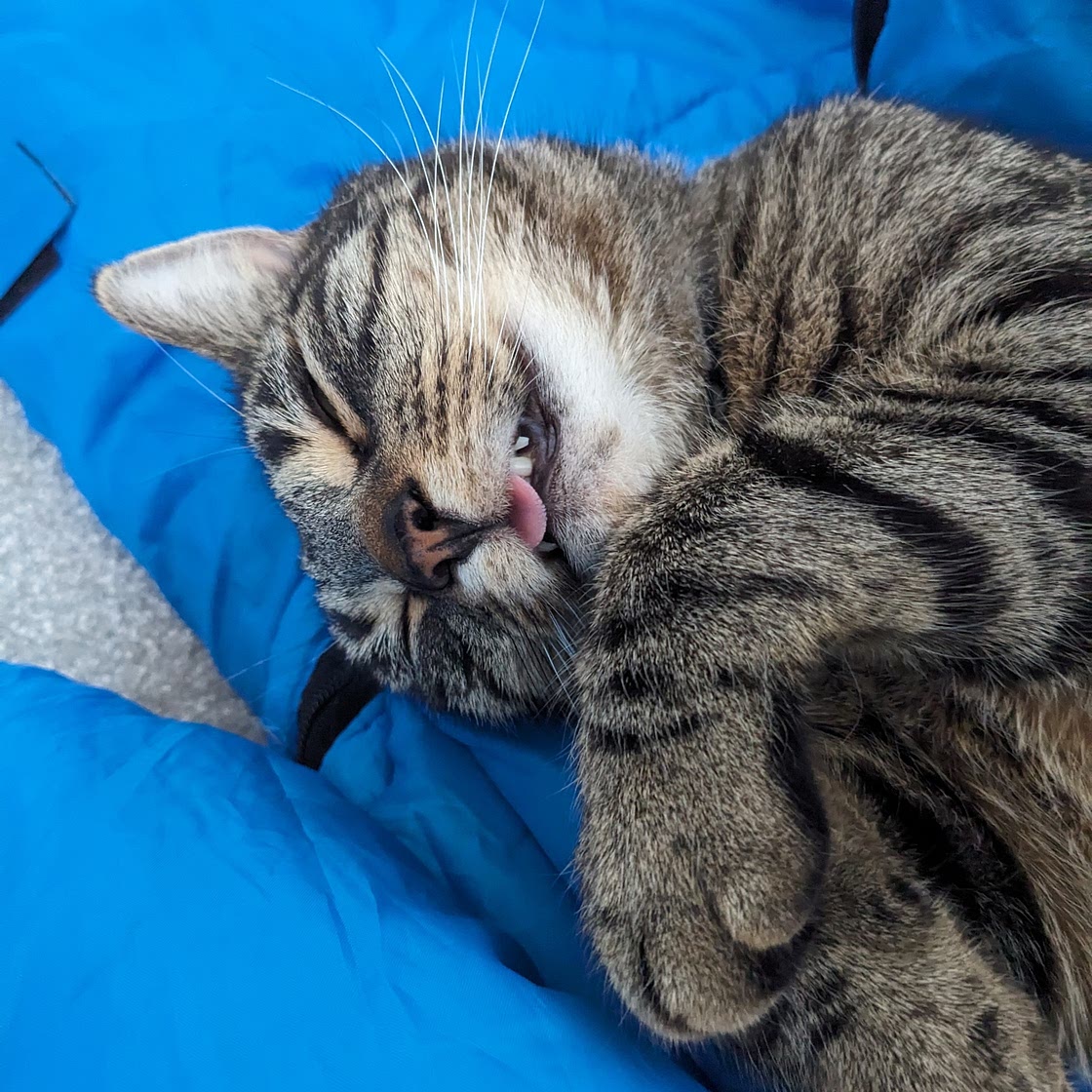 Pussay