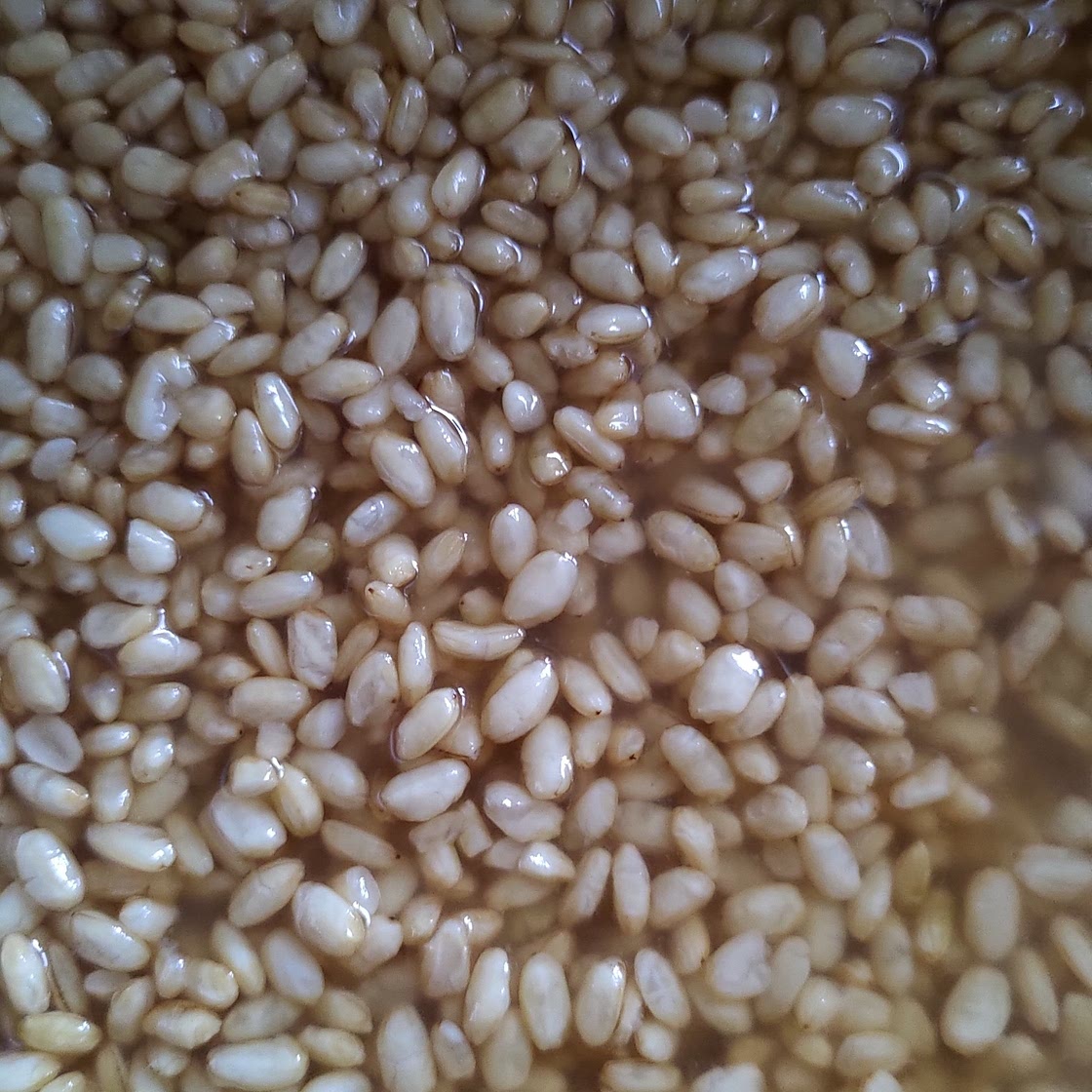 Rice Shio Koji