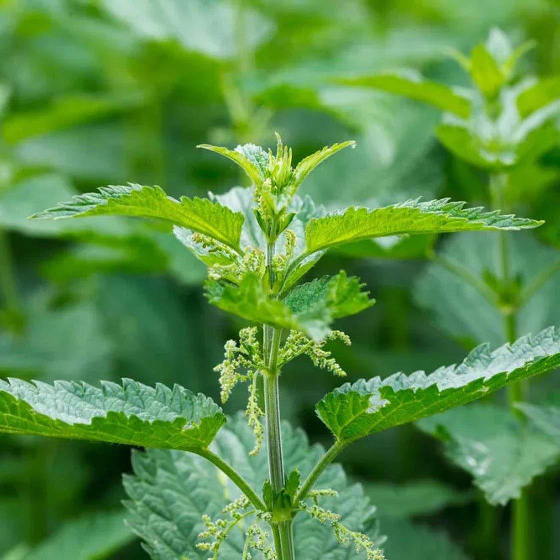 Nettle Tea Flush