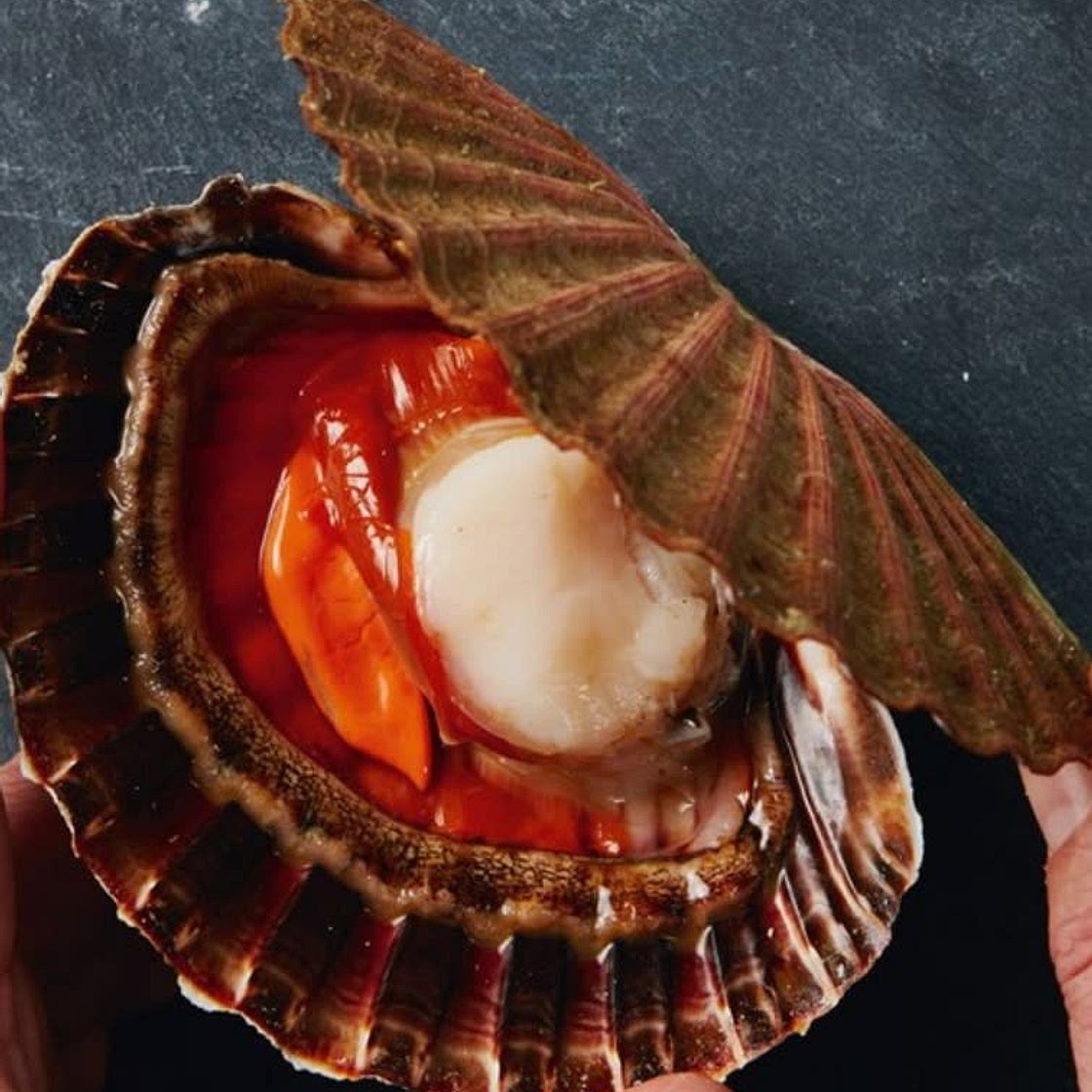 Jakobsmuscheln