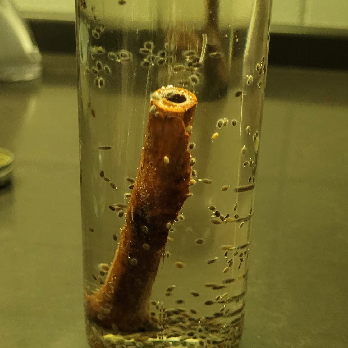 Cinnamon tea