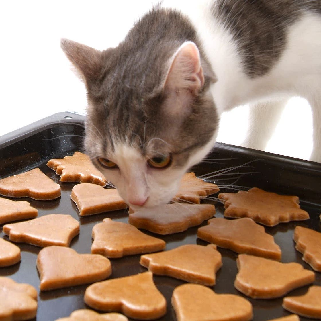 Cat biscuits