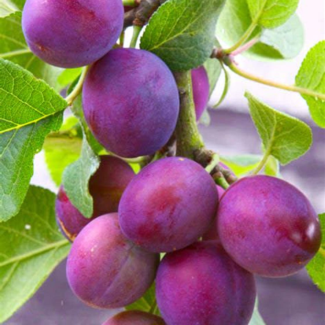 Plum Orange Jam