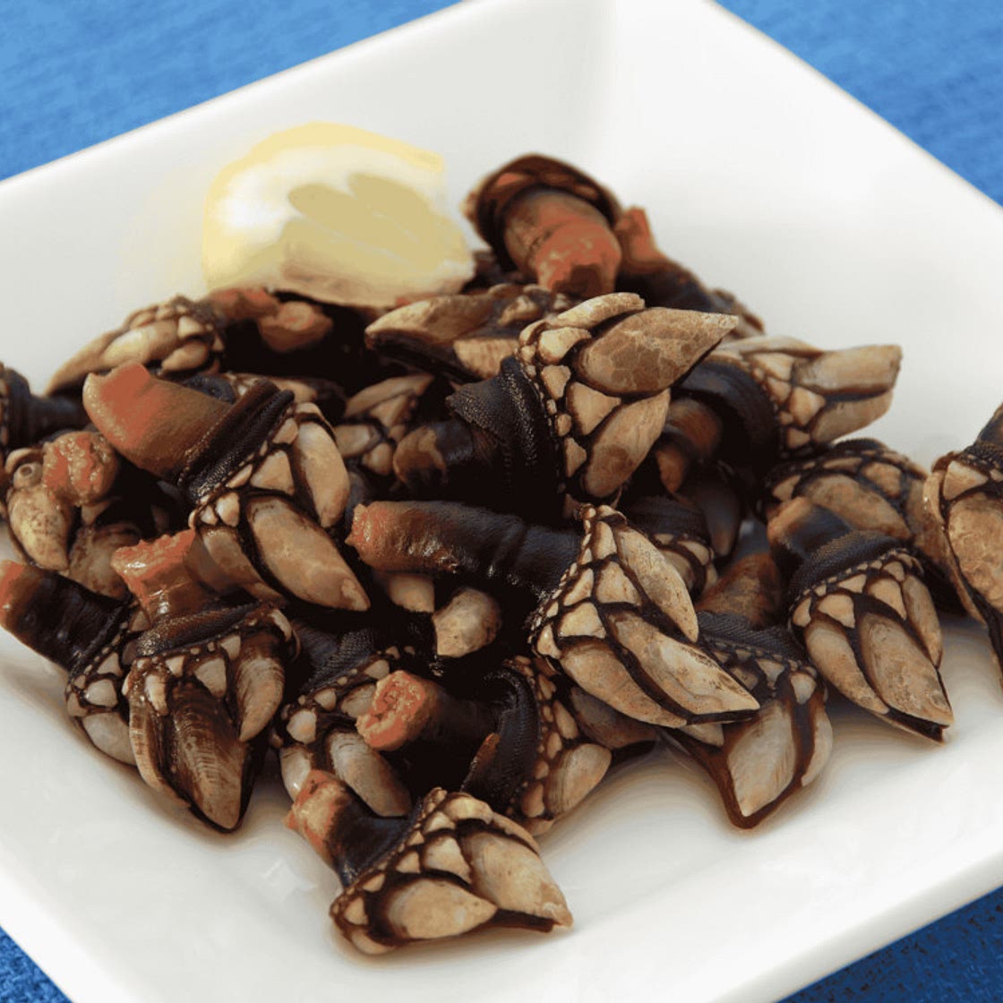 Spanish Percebes