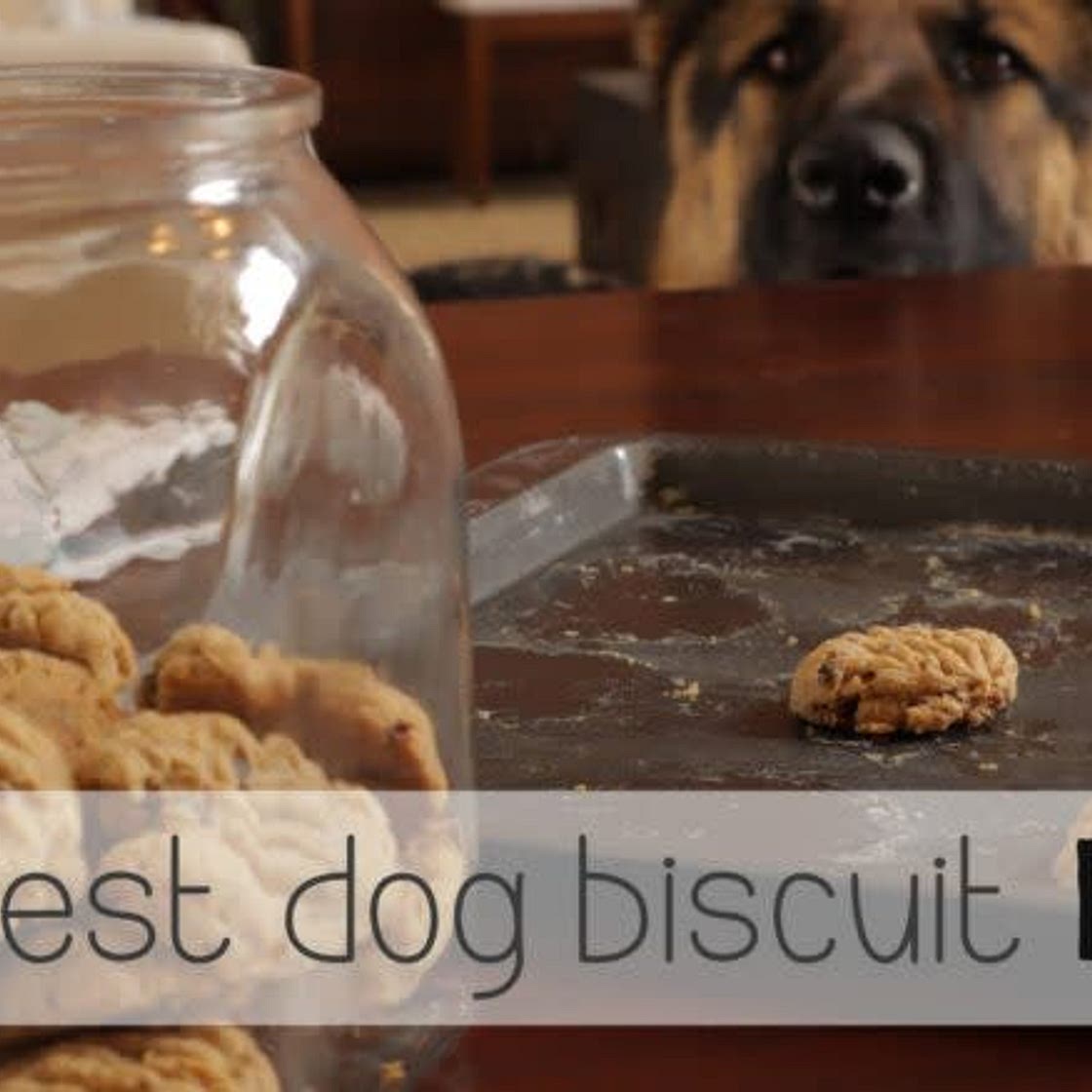 The Best Dog Biscuits