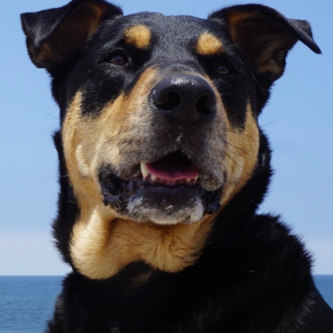 Boone's Chow (Dog Food)